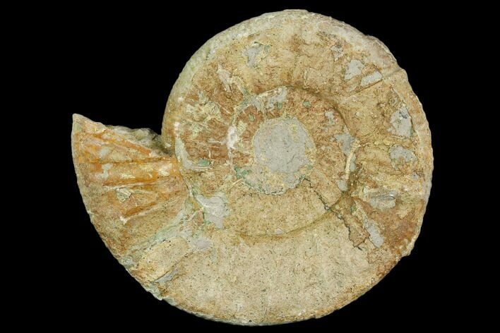 Ammonite (Orthosphinctes) Fossil - Germany #125871